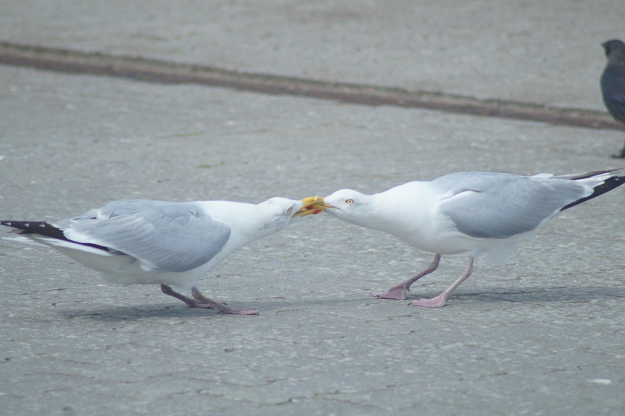 Litiges de consommation : comprendre vos droits et recours